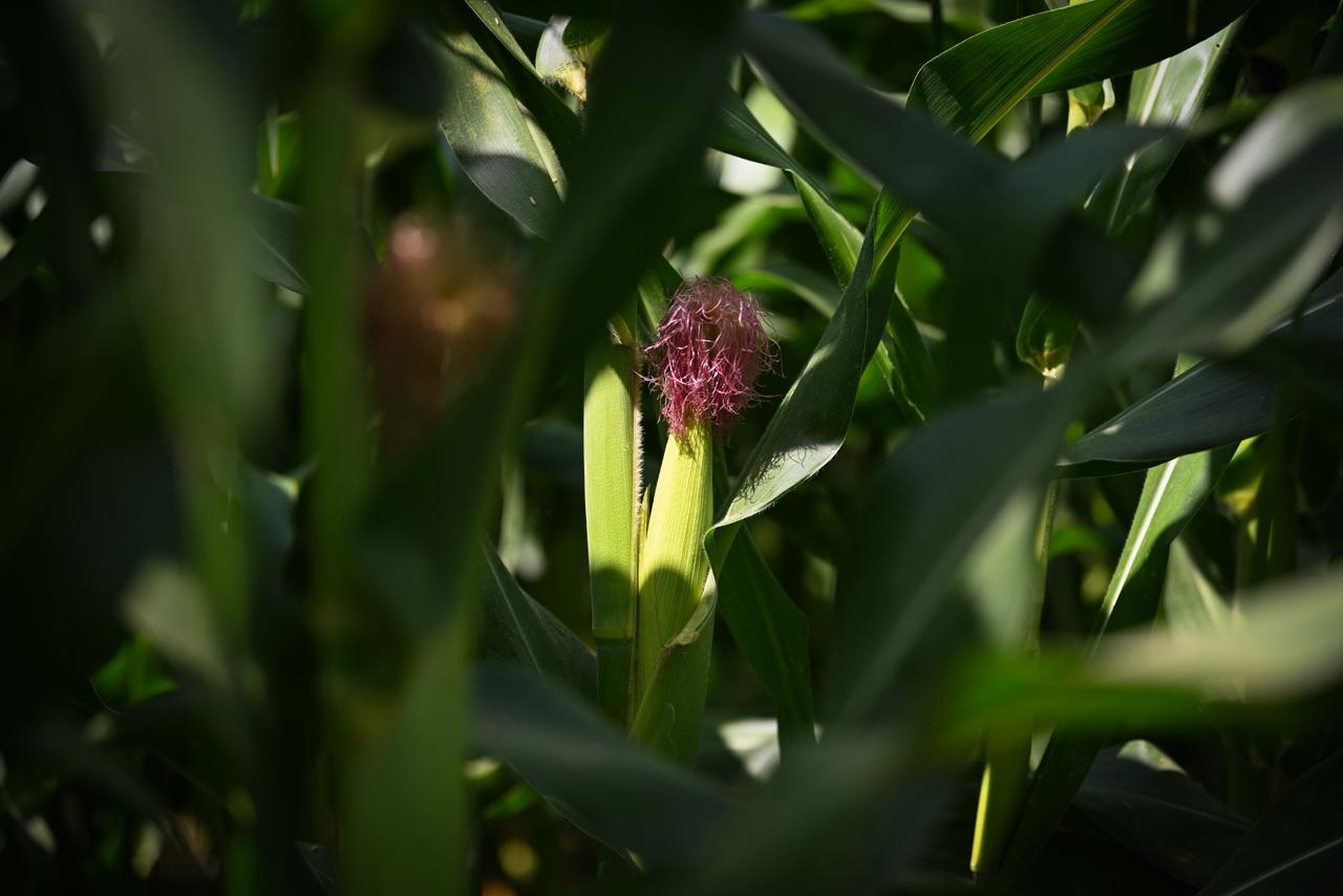 WhatsApp Image 2026-04-14 at 3.40.54 PM (6)